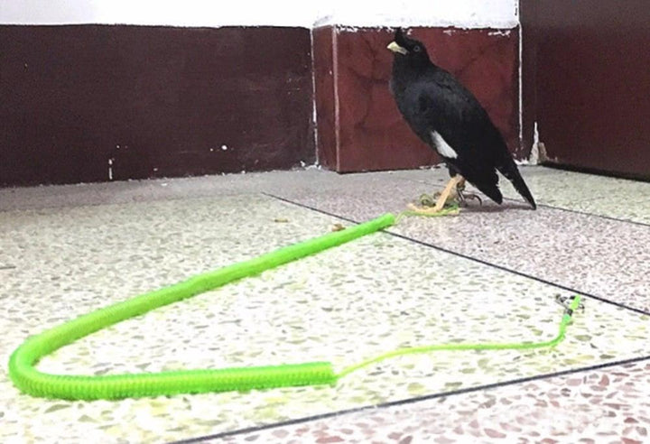 3-10 m Bird Leash - Trendha