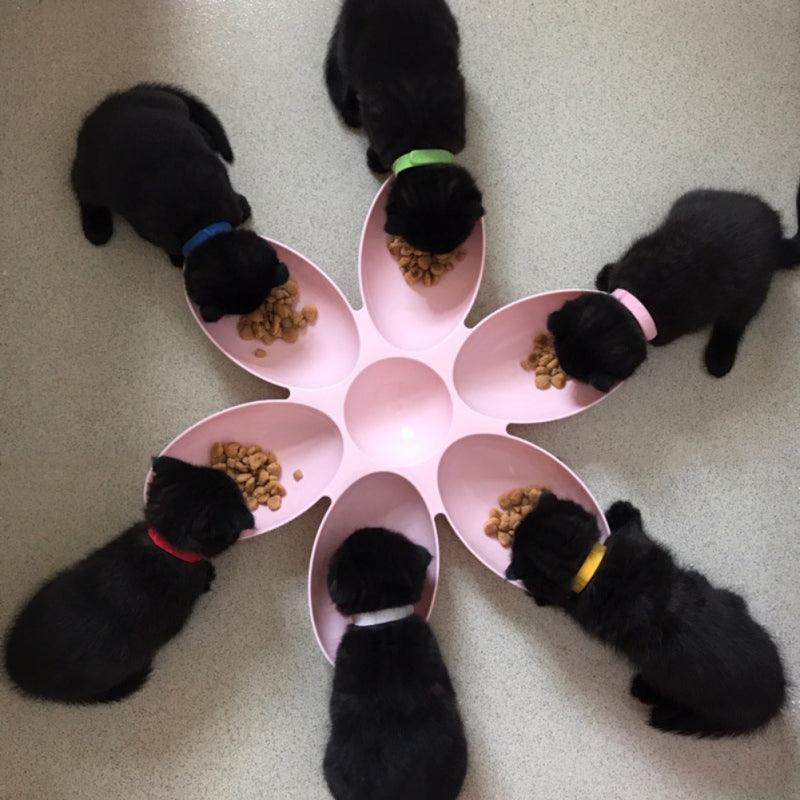 6 in 1 Feeding Bowl - Trendha