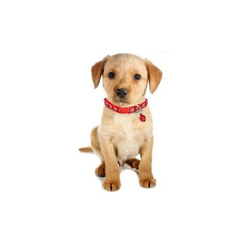 Adjustable Cute Walking Collar - Trendha