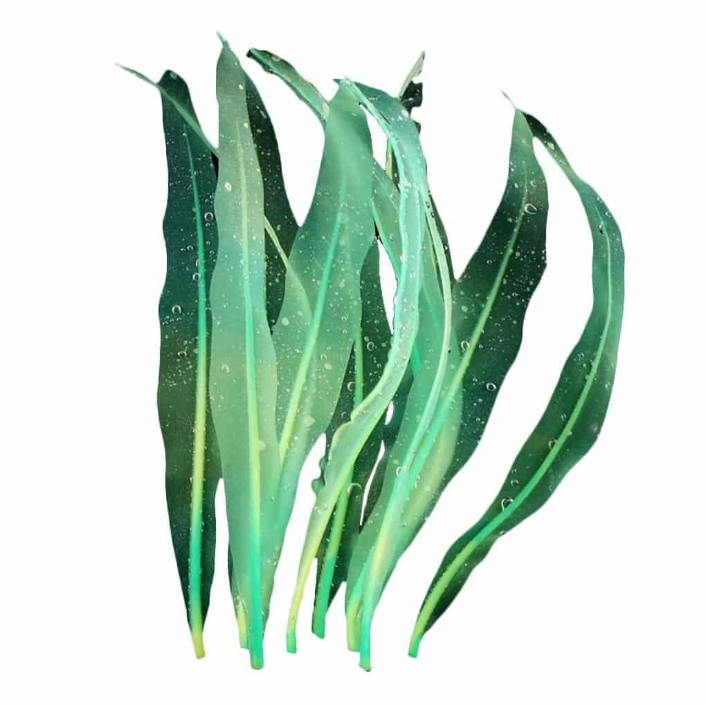 Artificial Seaweed Aquarium Decor - Trendha