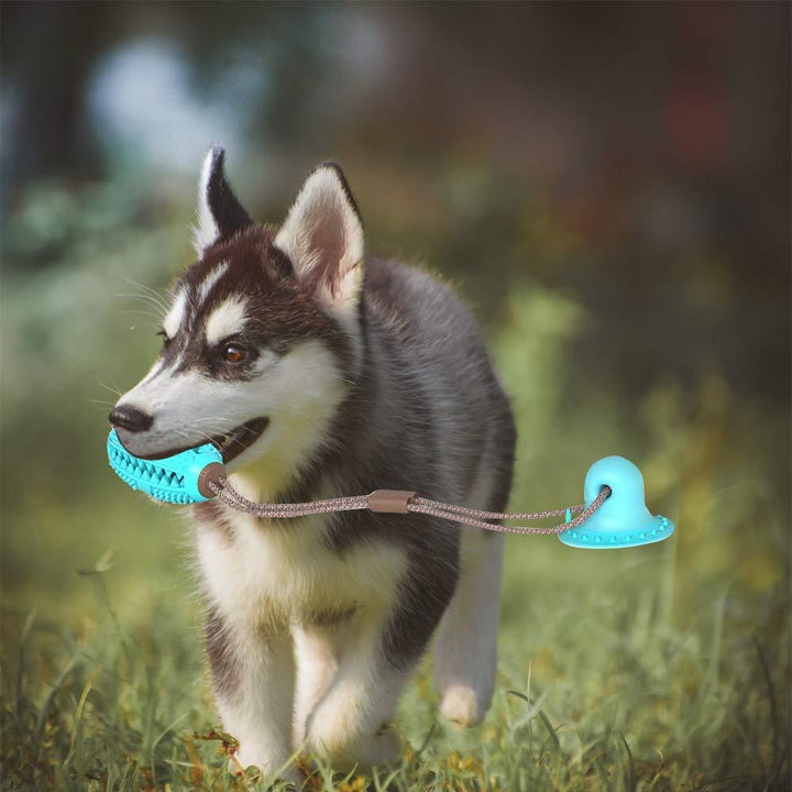Biting Toy for Dogs - Trendha