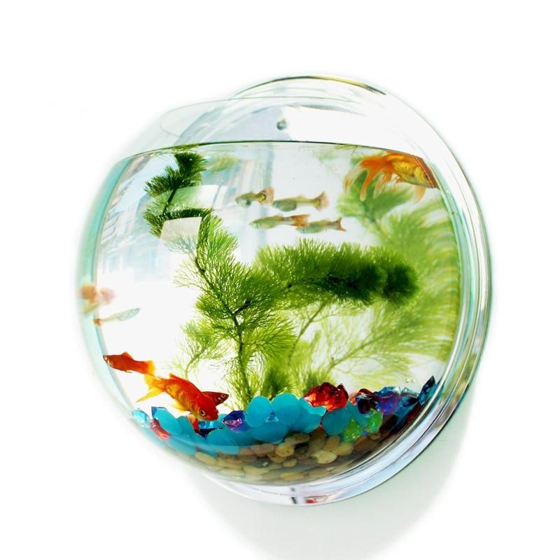 Hanging Globular Acrylic Aquarium - Trendha