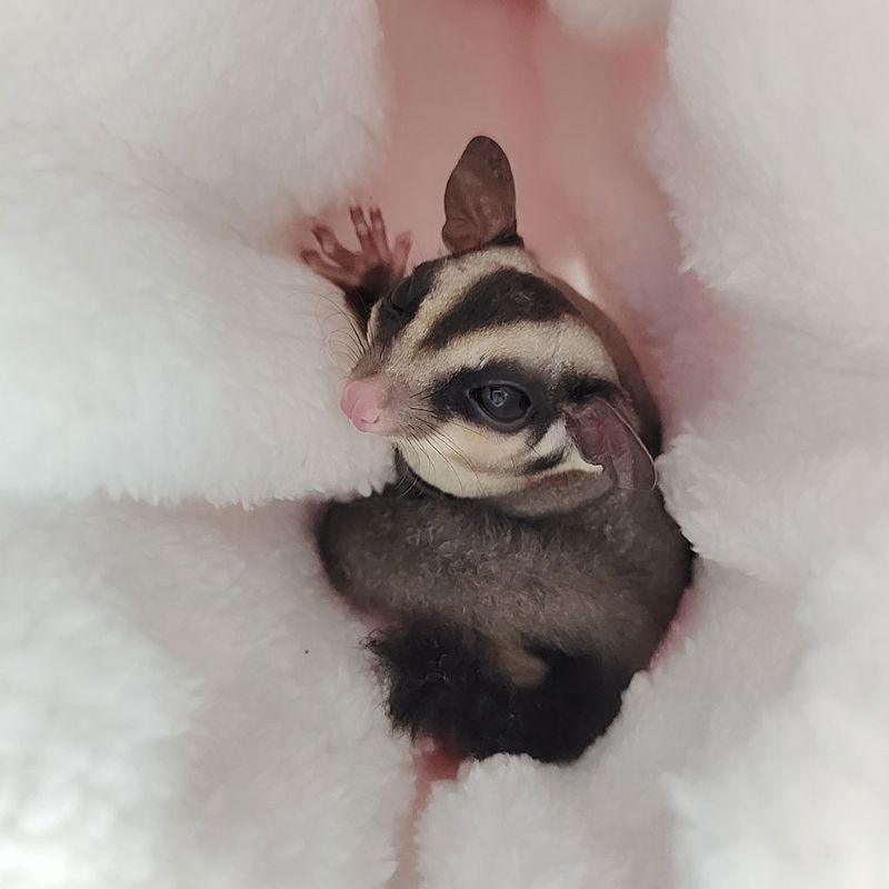 Hanging Plush Tunnel for Small Animals - Trendha