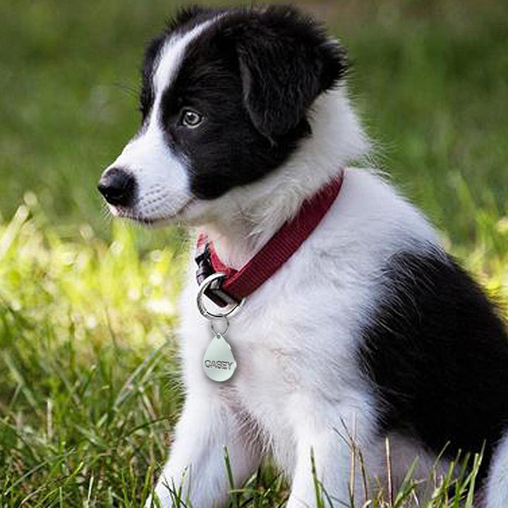 Personalized Stainless Steel Creative Dog’s Tag - Trendha