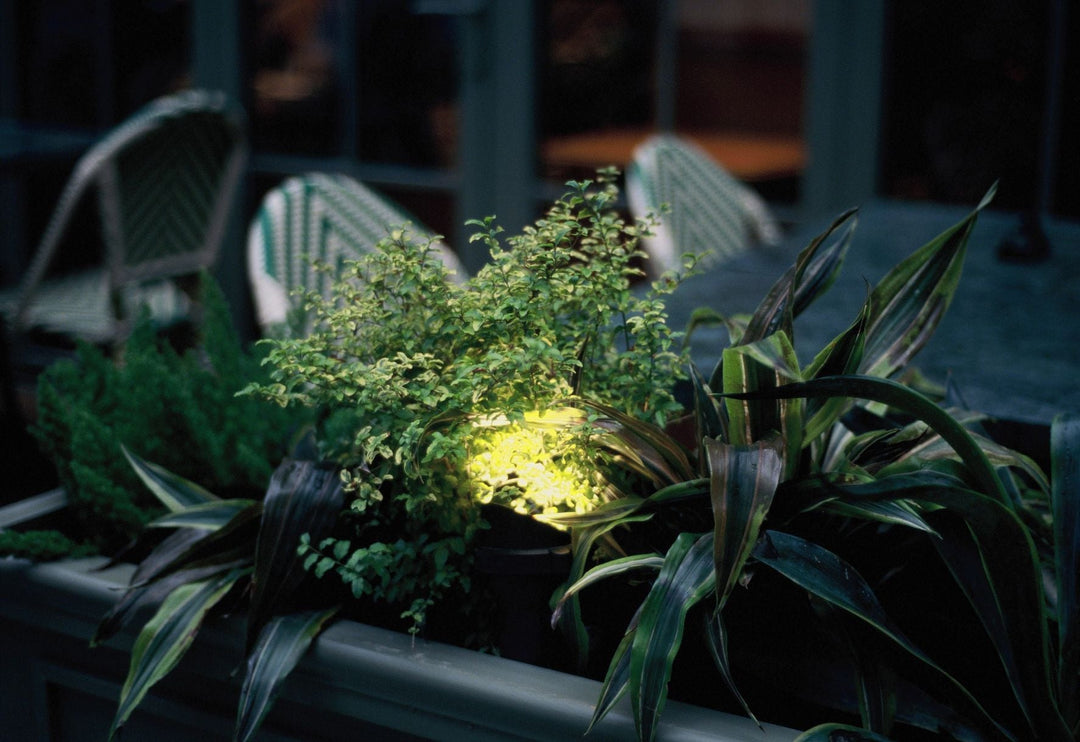 Why Your Garden Plants Struggle at Night: The Overlooked Role of Light Pollution