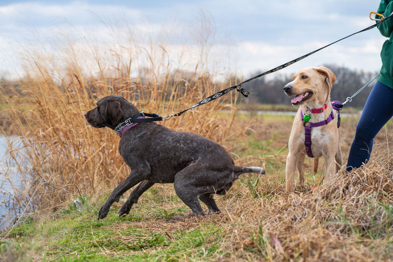 Why Some Dogs Pull More on Certain Leashes: Exploring Leash Design and Handling