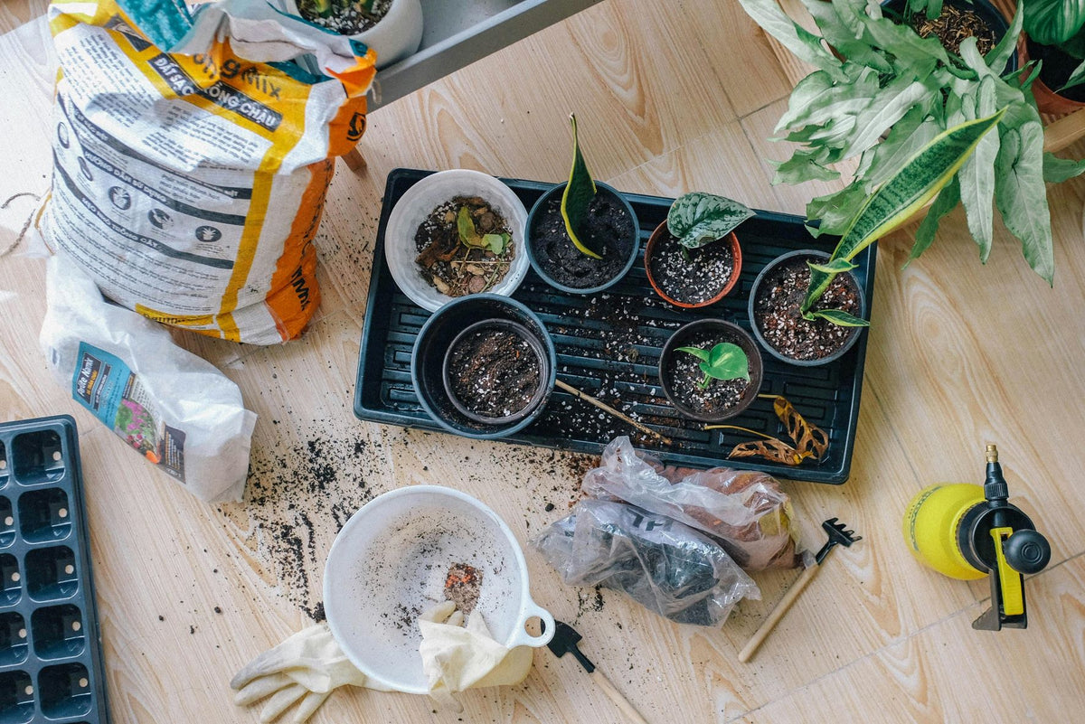 Greening Your Space: Unlocking the Benefits and Joys of Indoor Gardening