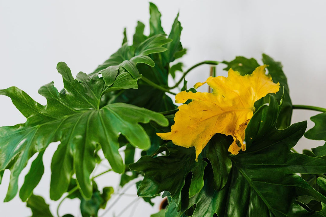 Why Indoor Plants Fail: Common Mistakes New Plant Owners Make