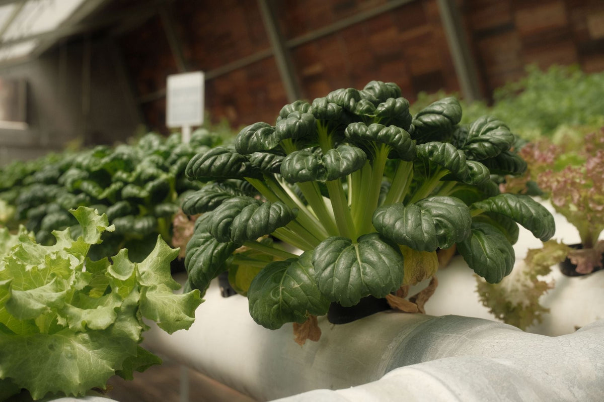 Vertical Gardening Without Soil: Exploring the Rise of Hydroponic Home Growing