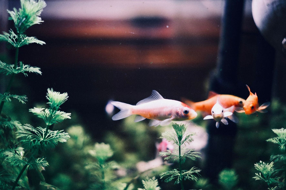 The Aquarium Oxygen Myth: Why More Aeration Isn't Always Better