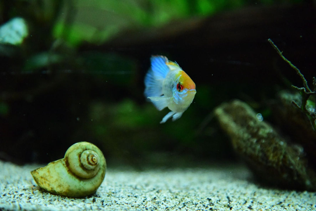 Aquarium Microhabitats: How Small Changes in a Tank Can Influence Fish Behavior