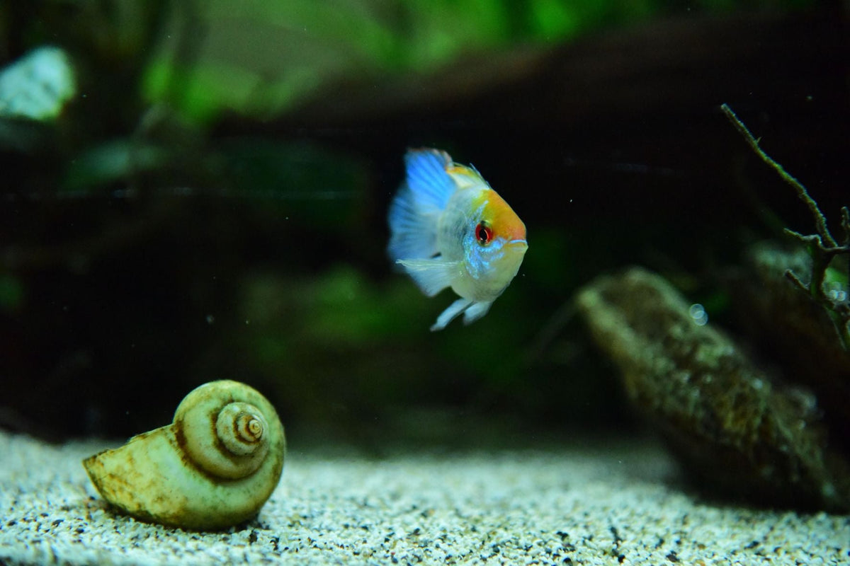 Aquarium Microhabitats: How Small Changes in a Tank Can Influence Fish Behavior