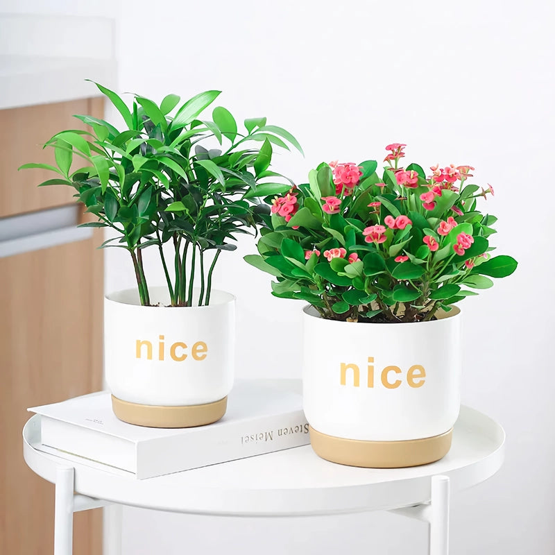 Modern Self Watering Planters for Office and Home