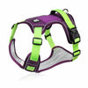 color: Purple