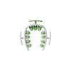 color: Green and White