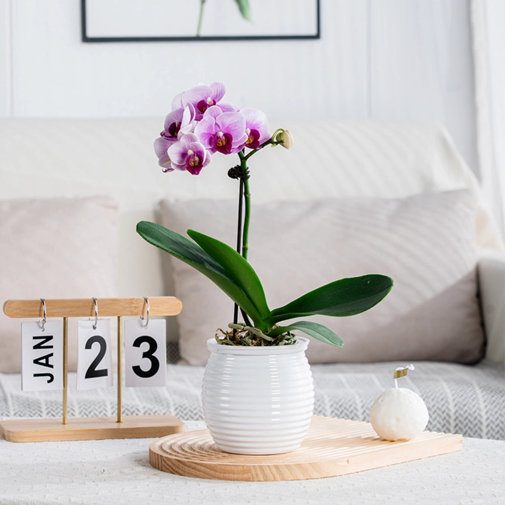 Self-Watering Succulent Flower Vase