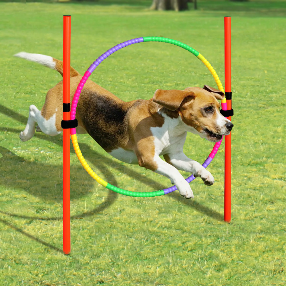 Portable Dog Agility Training Equipment