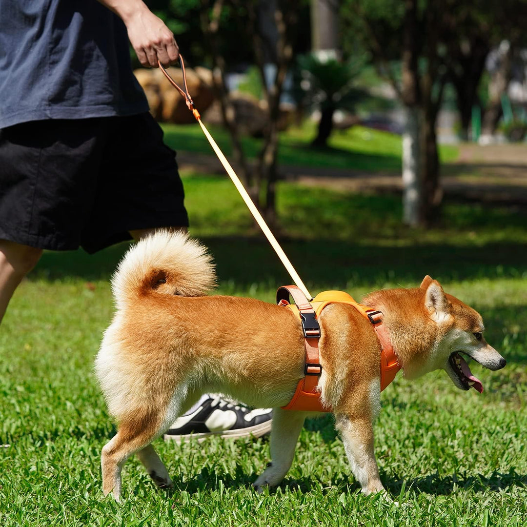 All-in-One Dog Harness and Retractable Leash Set