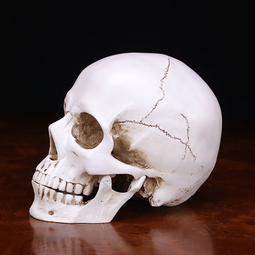 Halloween Skeleton Head Decor Skeleton Model Horror Scary Gothic Skull Prop Ornaments Halloween Atmosphere Decoration - Trendha