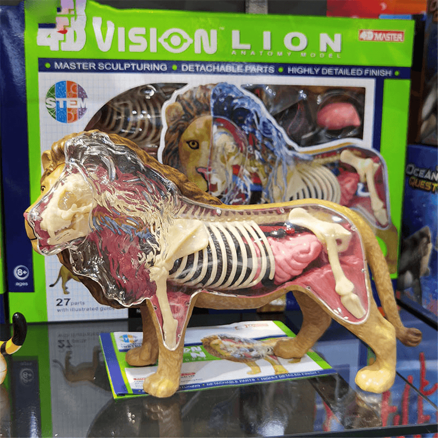 4D MASTER Lion Beast Wild Animal Internal Organs Anatomy Teaching Model Puzzle Assembly Toy - Trendha