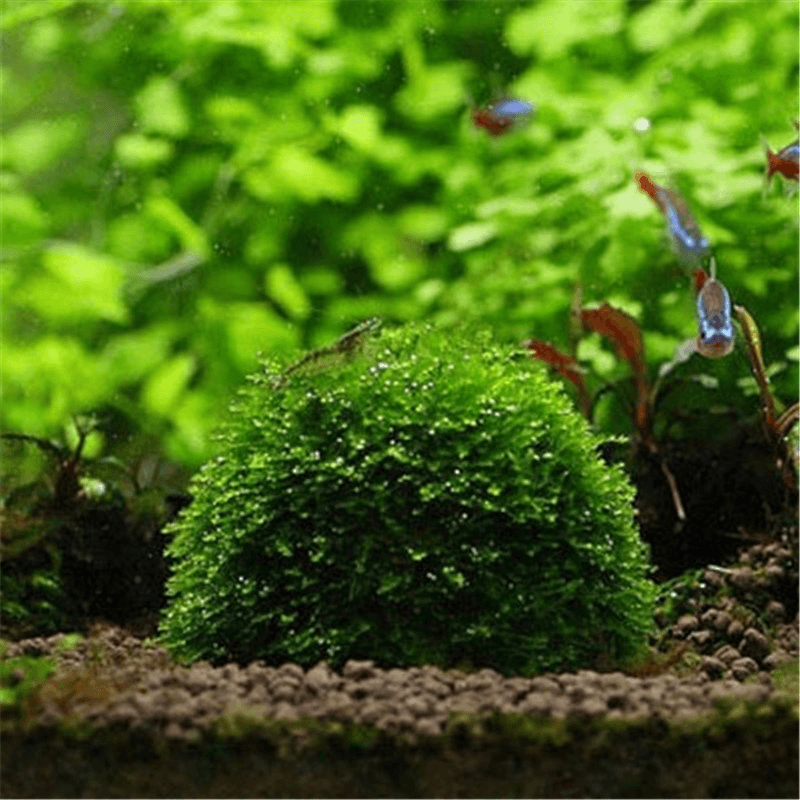 Mineral Stone Suspended Float Bio Moss Ball for Aquarium Decorations Crystal Plant Cultivation House - Trendha