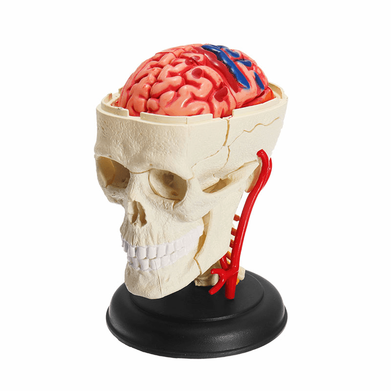 4D MASTER DIY Puzzle STEM 39Pcs Assembly Skull Brain Neuroanatomical Medical Model Toy - Trendha