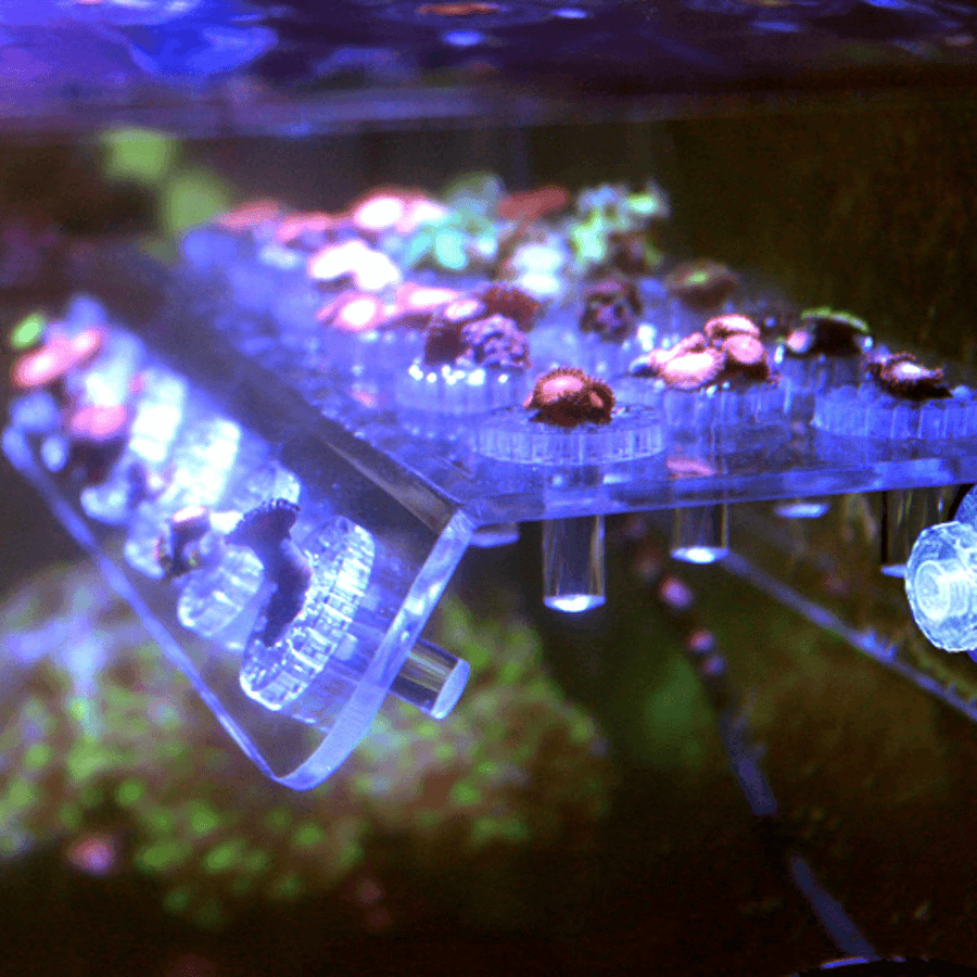 Marine Aquarium Reef Fish Tank Acrylic Coral Rack Bracket Live Holder Sucker US - Trendha