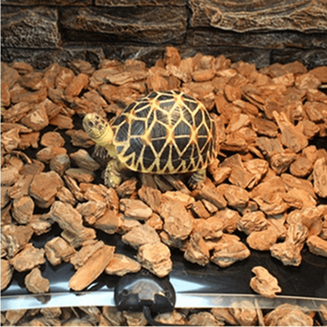 Heating Mat Reptile Adjustable Warmer Constant Temperature Bed Dropshipping for Reptile Amphibian Winter Tool - Trendha