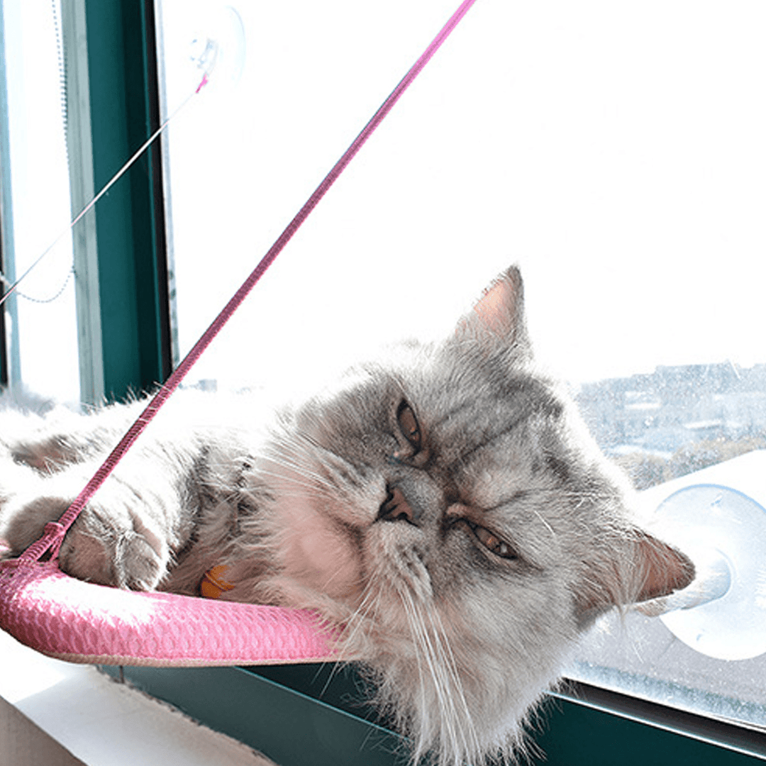The Window Hanging Sucker Type Plastic Cat Hammock - Trendha
