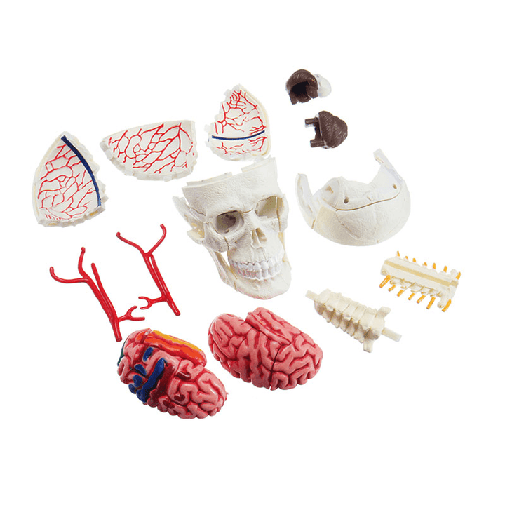 4D MASTER DIY Puzzle STEM 39Pcs Assembly Skull Brain Neuroanatomical Medical Model Toy - Trendha