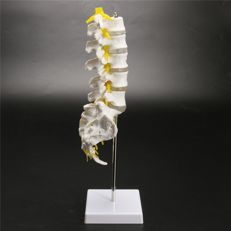 12''Life Size Chiropractic Human Anatomical Lumbar Vertebral Spine Anatomy Model - Trendha