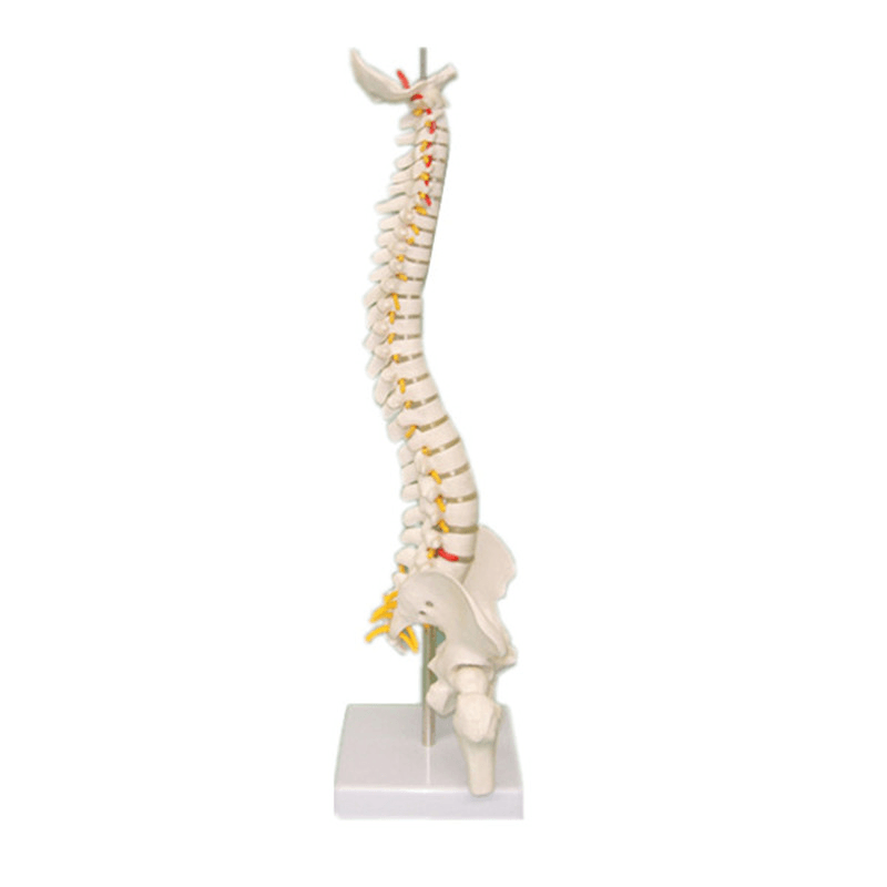 45CM Spine Model with Pelvis Femur Heads 1/2 Life Lab Equipment Detailed Toys - Trendha