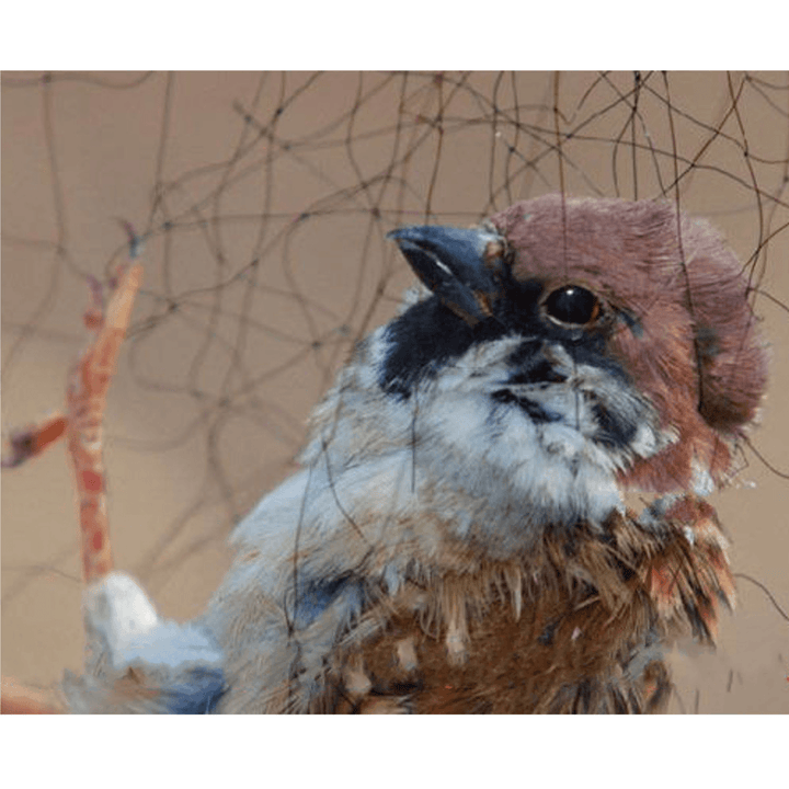 15X5M anti Bird Mesh Mist Net 20Mm Hole Orchard Protect Prevent Sparrow - Trendha