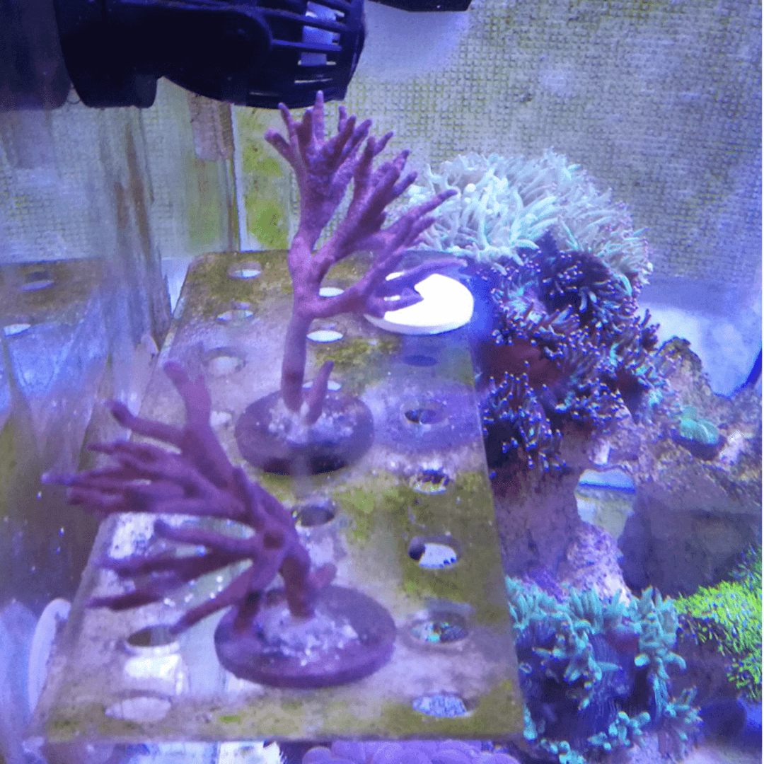 Marine Aquarium Reef Fish Tank Acrylic Coral Rack Bracket Live Holder Sucker US - Trendha