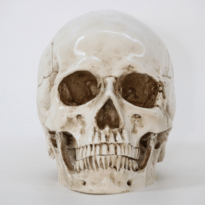 Halloween Skeleton Head Decor Skeleton Model Horror Scary Gothic Skull Prop Ornaments Halloween Atmosphere Decoration - Trendha