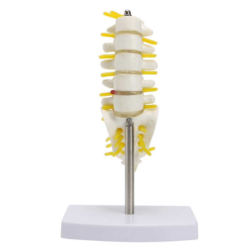 Mini Human Lumbar Vertebrae Sacrum Coccyx Anatomy Medical Spine Model 15Cm - Trendha