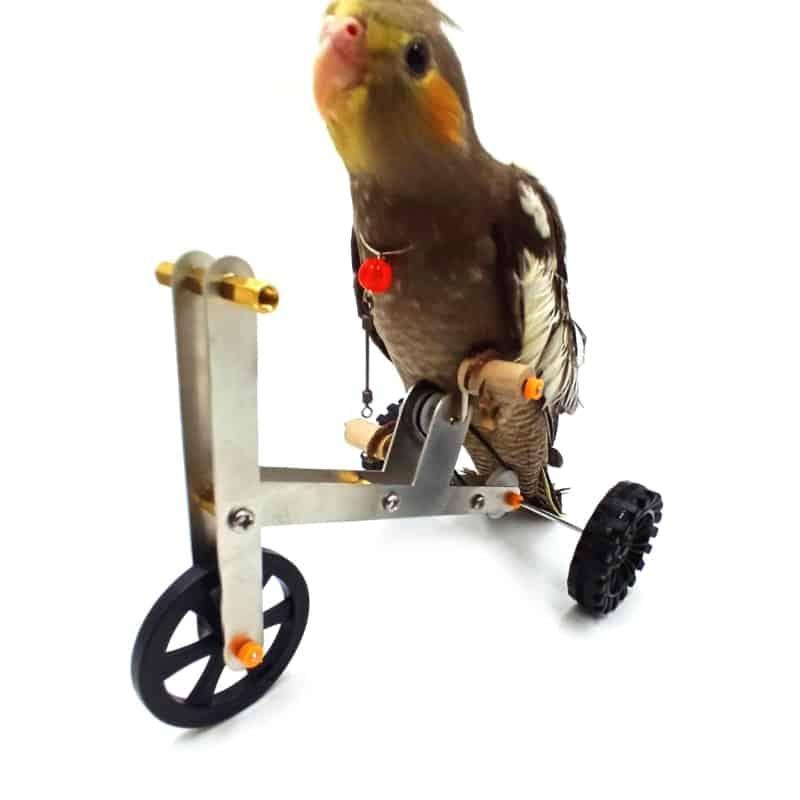 Bird's Bike Toy - Trendha