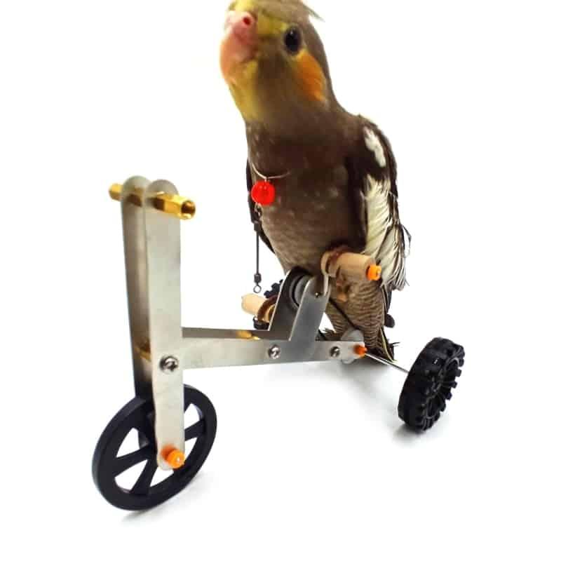 Bird's Bike Toy