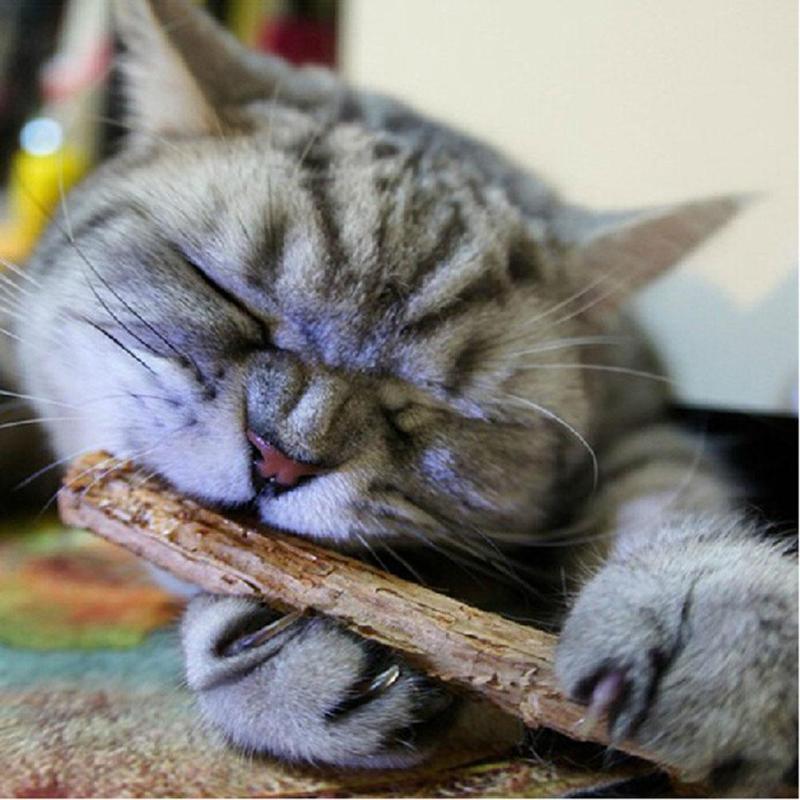 Catnip Teeth Brushing Sticks for Cat 15 / 20 Pcs Set
