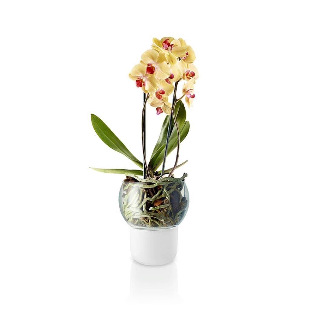Self-Watering Orchid Pot - Trendha